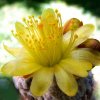 Copiapoa_ hypogaea _ssp.laui FK439 _18